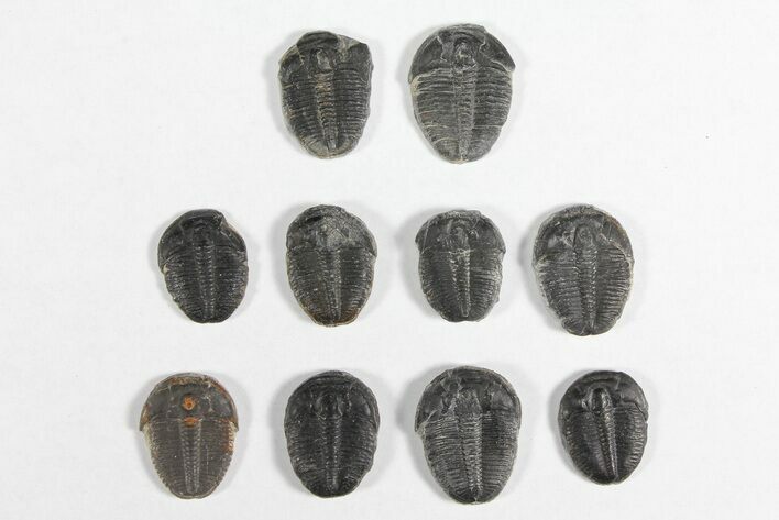 Lot: / Elrathia Trilobites - Pieces #92020